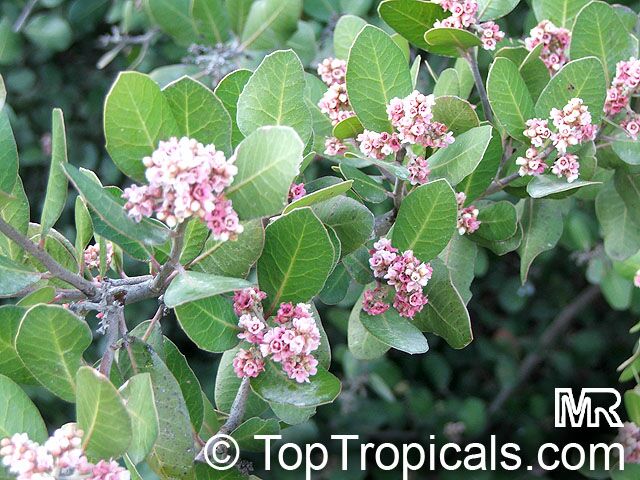 معرفی و راهنمای پرورش درختان میوه - لیمونادبِری